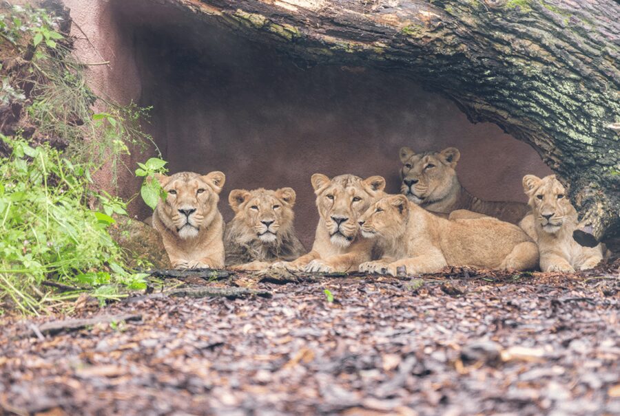 1-day ticket for Schwerin Zoo - The animals worth planning around