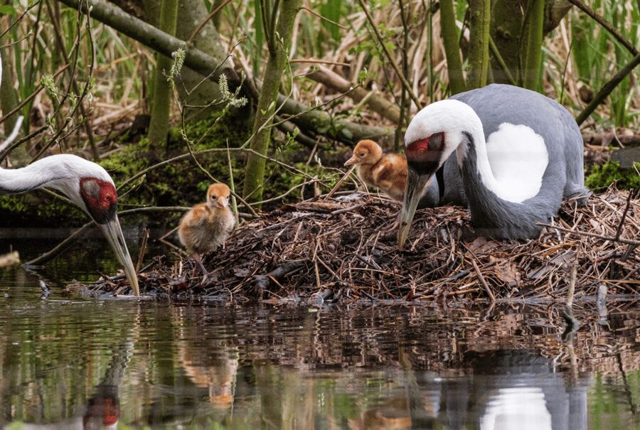 1-day ticket for Schwerin Zoo - Is the $16 ticket good value?