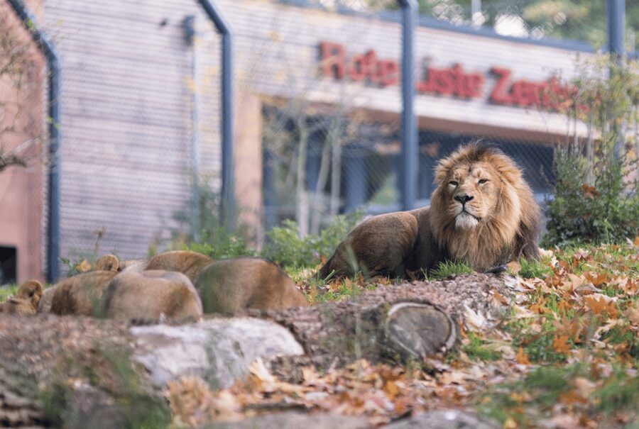 1-day ticket for Schwerin Zoo - Weather, timing, and what to bring