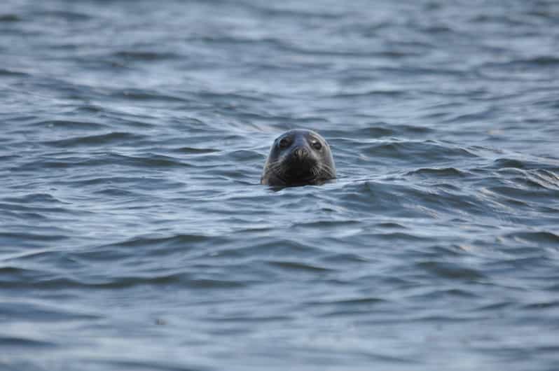 Baabe on Rügen: Seal-Spotting Cruise in the Baltic - Key points at a glance