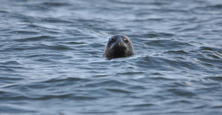 Baabe on Rügen: Seal-Spotting Cruise in the Baltic - Searching the Greifswalder Bodden for seals