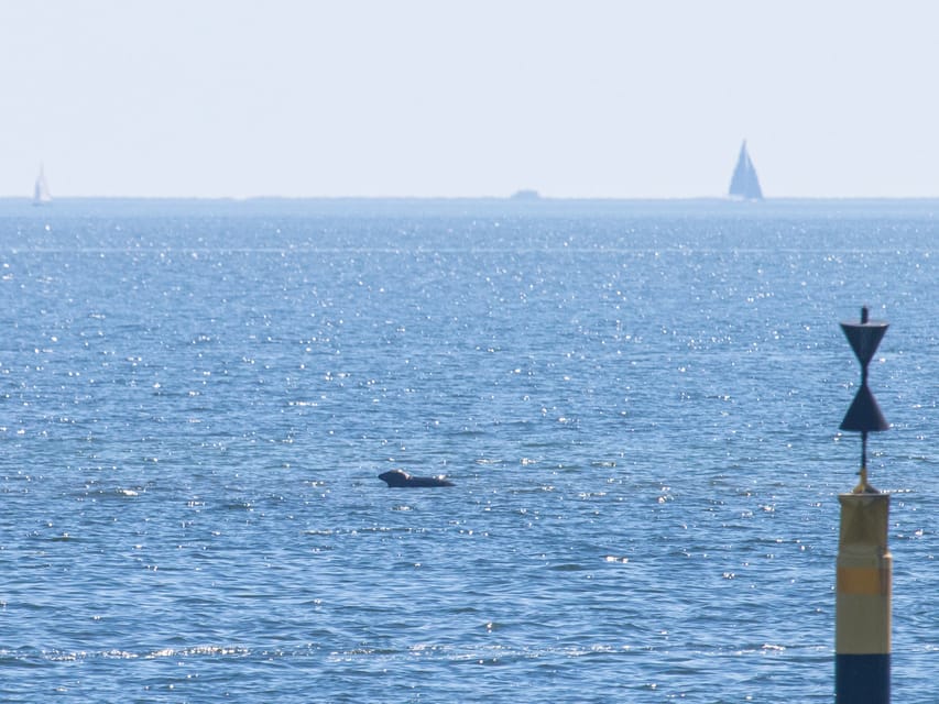 Baabe on Rügen: Seal-Spotting Cruise in the Baltic - What the wildlife ethics mean for your visit