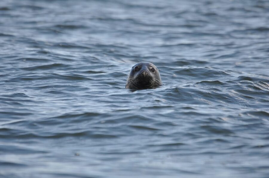 Baabe on Rügen: Seal-Spotting Cruise in the Baltic - Learning why Baltic seals matter