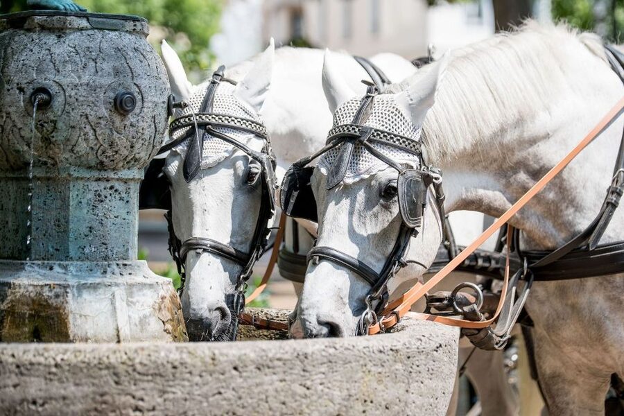 Baden-Baden: Private Walking Tour With A Professional Guide - The Trinkhalle is a practical place to begin