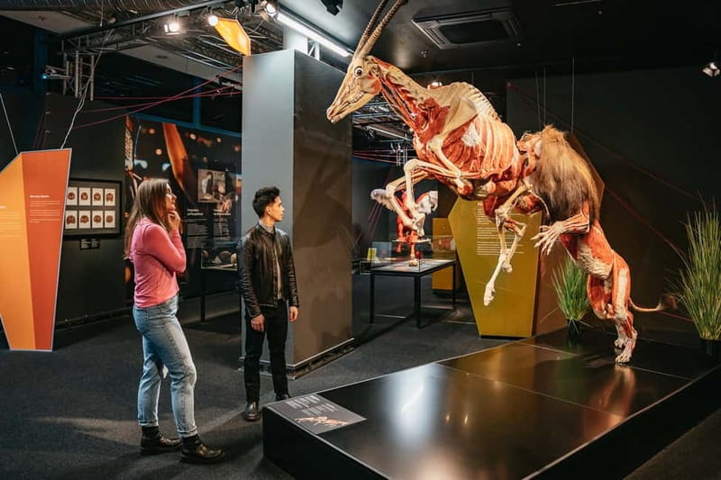 Berlin: Tickets for the BODY WORLDS Museum in Berlin - What the BODY WORLDS Museum actually shows