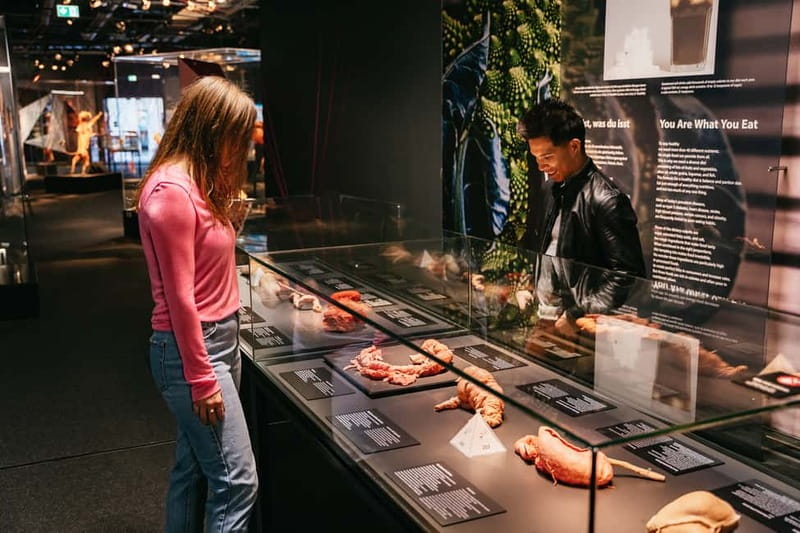 Berlin: Tickets for the BODY WORLDS Museum in Berlin - The digestive and respiratory systems in three dimensions