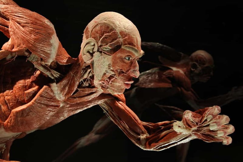 Berlin: Tickets for the BODY WORLDS Museum in Berlin - The exhibition’s wider lessons about health