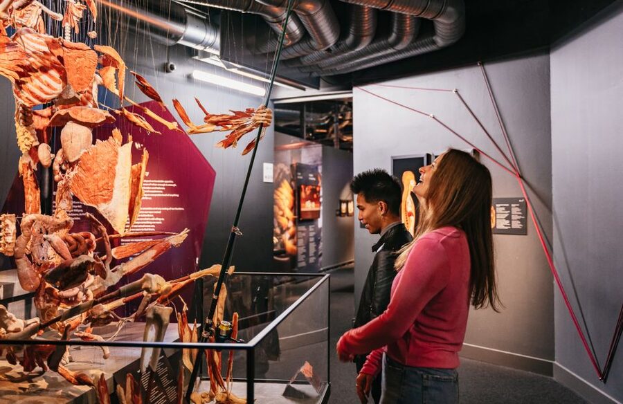 Berlin: Tickets for the BODY WORLDS Museum in Berlin - How long should you plan for the visit?