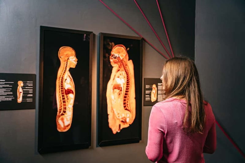 Berlin: Tickets for the BODY WORLDS Museum in Berlin - The self-guided format and family fit