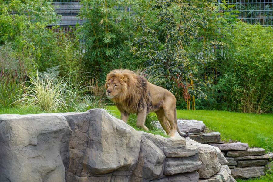 Cologne: Cologne Zoo and Aquarium Entry Ticket - The Historical South America House adds smaller, stranger animals