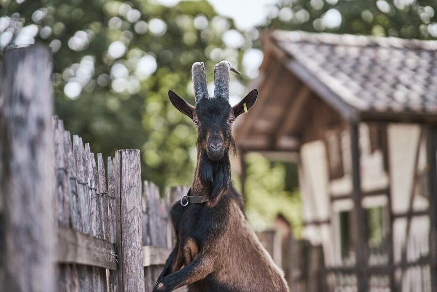 Cologne: Cologne Zoo and Aquarium Entry Ticket - Clemenshof is the easy family stop
