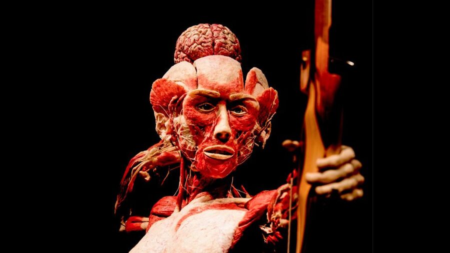 Heidelberg: BODY WORLDS Museum Entry Ticket - What you will learn about health and disease
