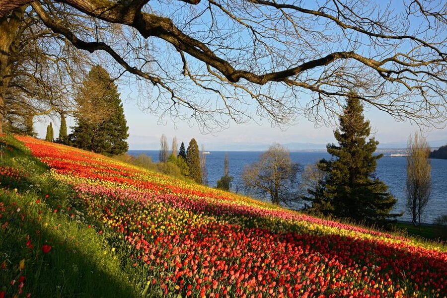 Konstanz: Mainau Island Entry Ticket - Should you book the Mainau Island ticket?