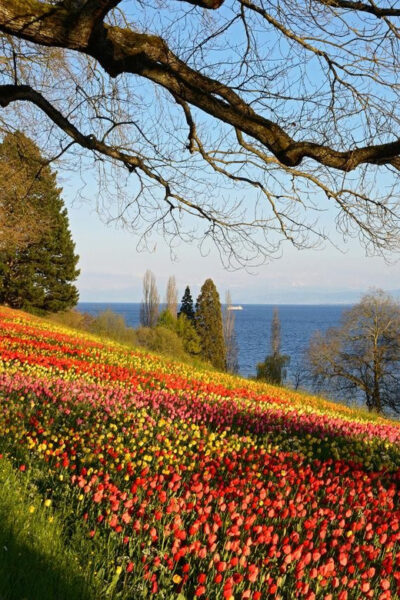 Mainau Island Entry Ticket