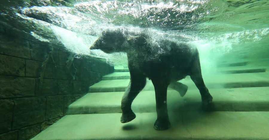 Leipzig Zoo: Entry Ticket - The Asian habitat offers a rare underwater view