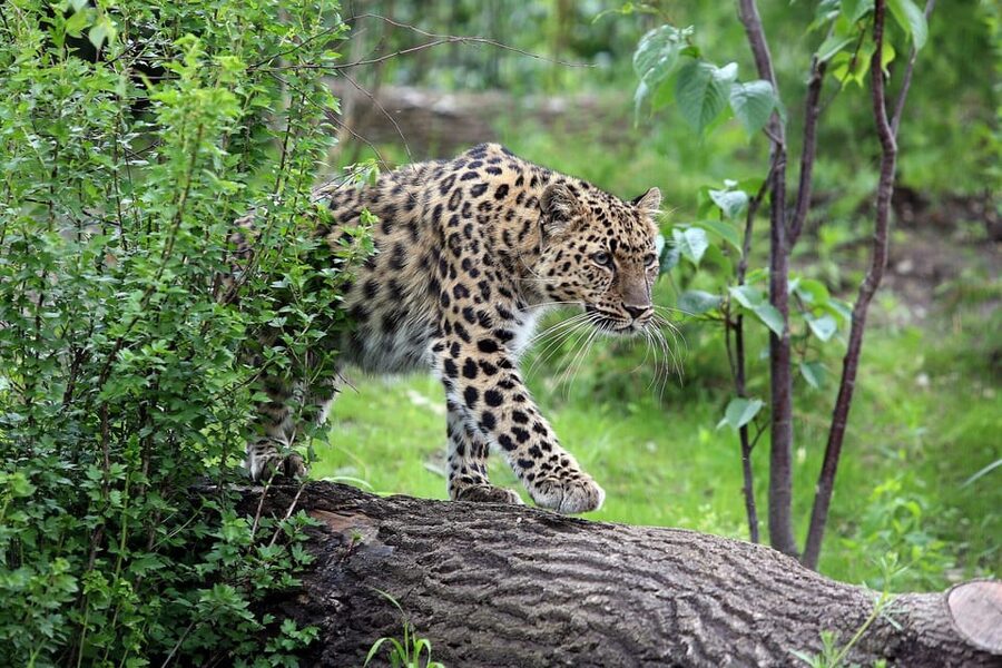 Leipzig Zoo: Entry Ticket - What the $22 ticket actually gives you