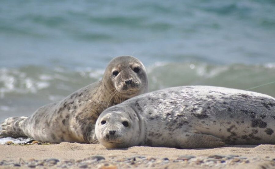 List/Sylt: Guided Seal-Watching Cruise on a Rustic Boat - Key points to know before you sail