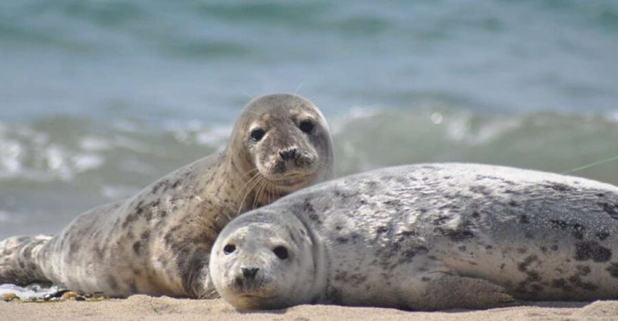 List/Sylt: Guided Seal-Watching Cruise on a Rustic Boat - Setting out from Lister Hafen