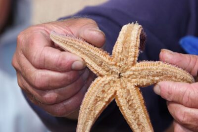 List/Sylt: Guided Seal-Watching Cruise on a Rustic Boat