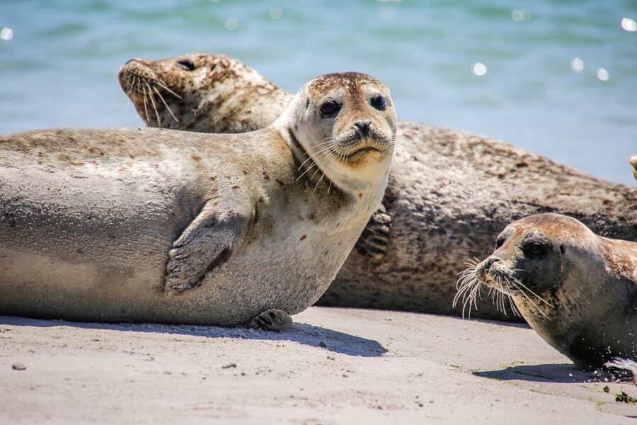 List/Sylt: Guided Seal-Watching Cruise on a Rustic Boat - Who gets the most from this cruise