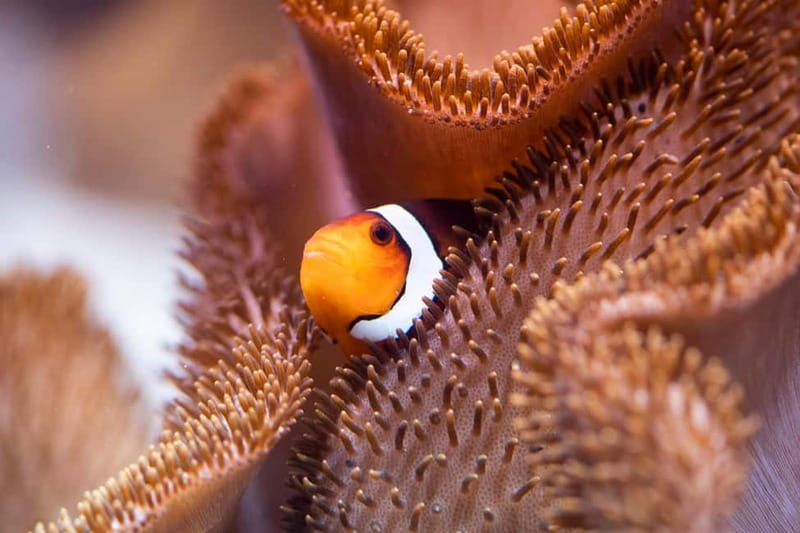 Munich: Day Ticket to Sea Life - Sharks Take Center Stage at Sea Life Munich