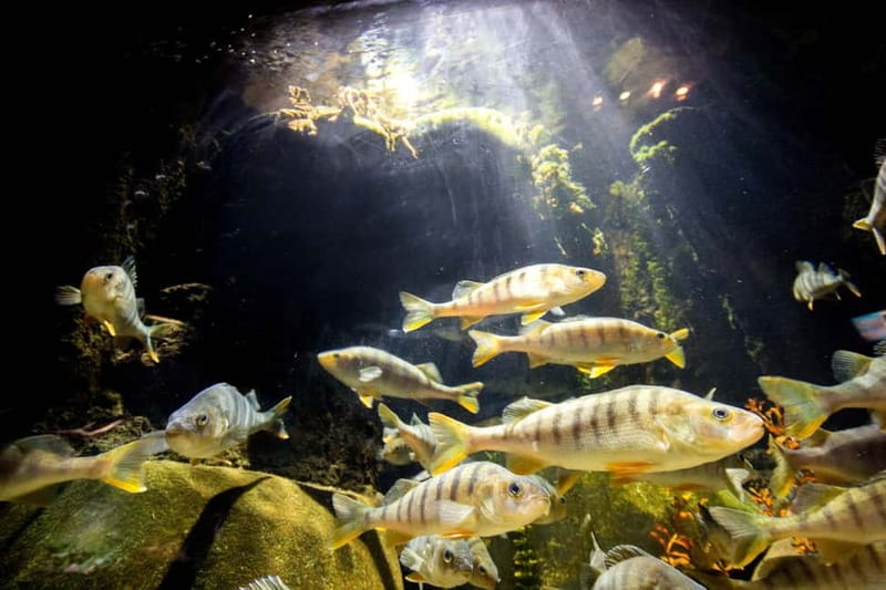Munich: Day Ticket to Sea Life - Is the $25 Ticket Good Value?