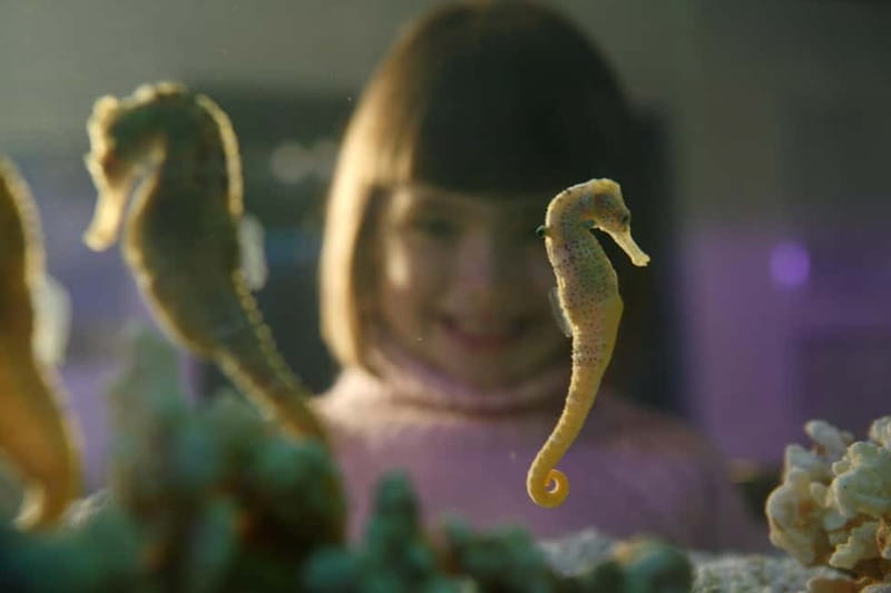 Munich: Day Ticket to Sea Life - Who Will Enjoy This Most?