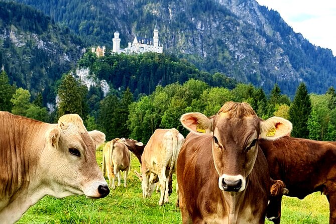 Neuschwanstein Castle Tour with Skip the Line from Hohenschwangau - The horse carriage ride back to Hohenschwangau
