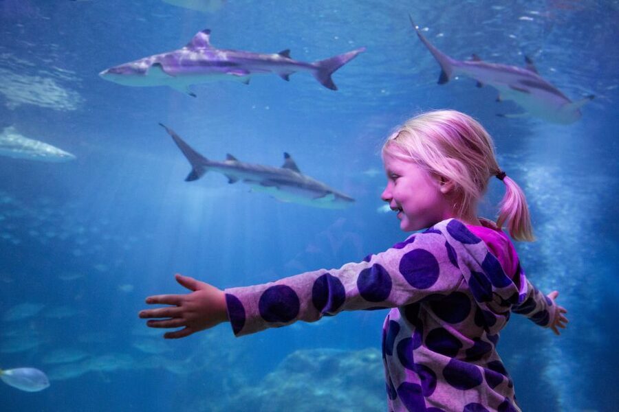 Oberhausen: LEGOLAND Discovery Centre and SEA LIFE Ticket - Who gets the best value from the $38 price