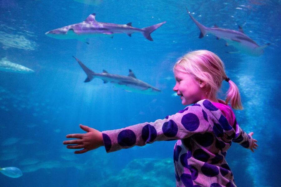 Oberhausen: SEA LIFE Oberhausen Entry Ticket - Start with the shark nursery