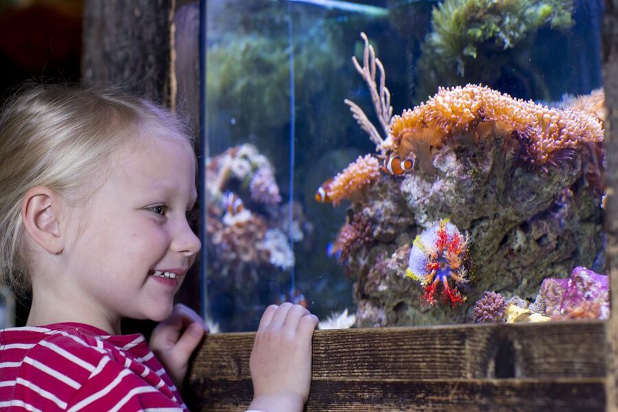 Oberhausen: SEA LIFE Oberhausen Entry Ticket - The great reef is the best wide view