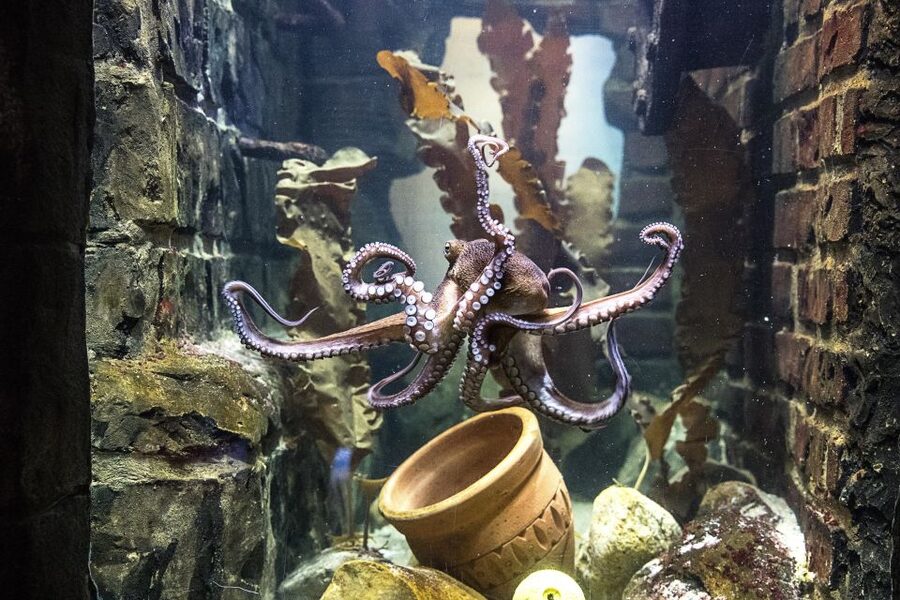 Oberhausen: SEA LIFE Oberhausen Entry Ticket - How long to allow and how to plan your day