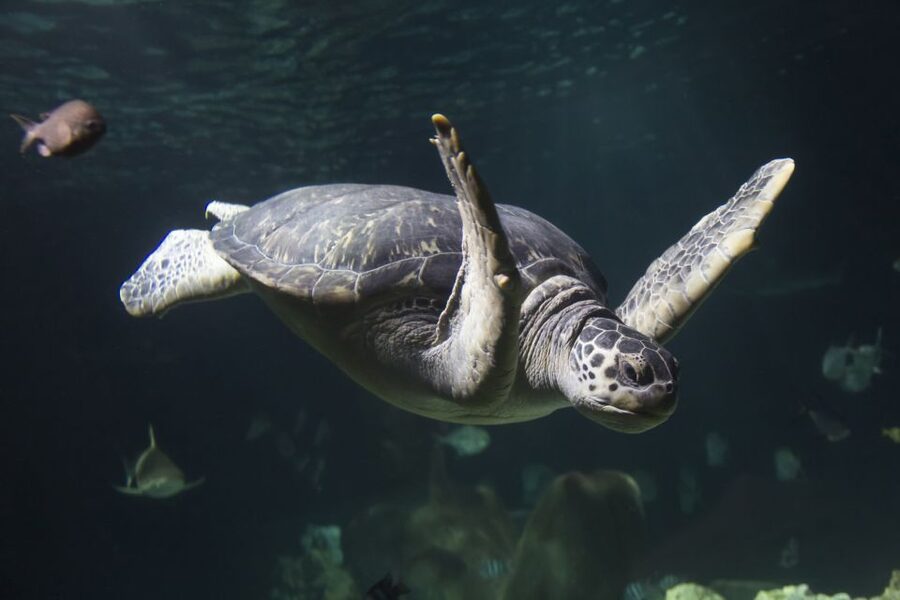 Oberhausen: SEA LIFE Oberhausen Entry Ticket - Crowds, access, and family practicalities