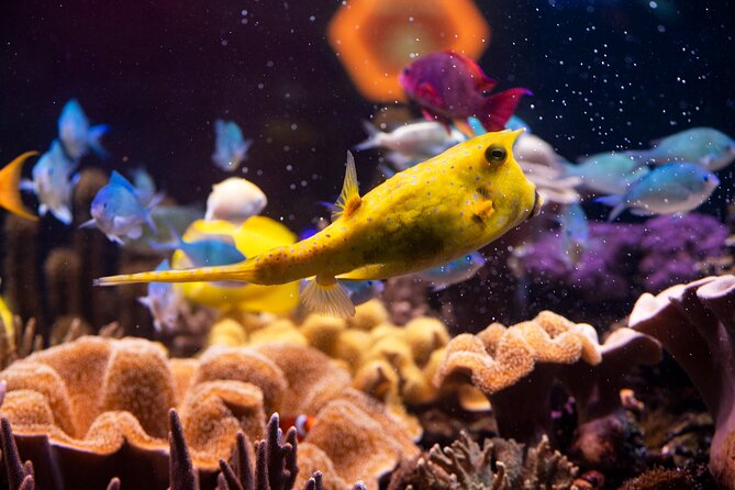 SEA LIFE Hannover Ticket - From the Leine River to the coral reef