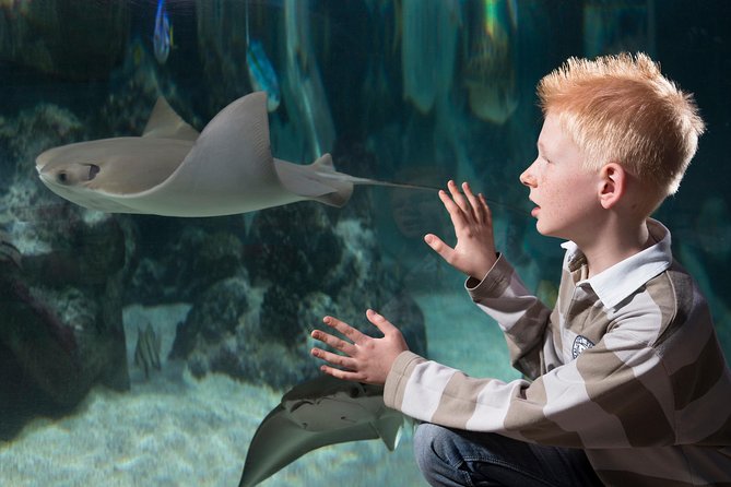 SEA LIFE Hannover Ticket - Octopus Cave and seasonal Animal Crossing fun