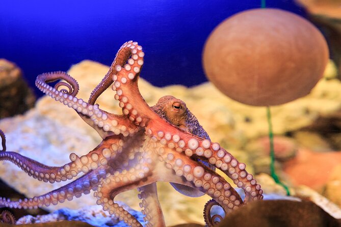 SEA LIFE Konstanz Admission Ticket - What you see along the aquarium route