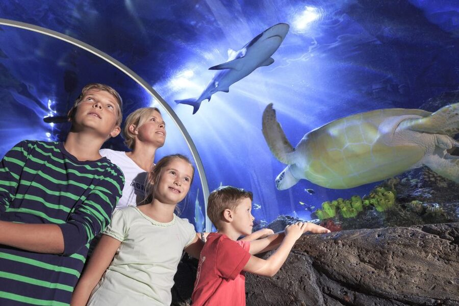 SEA LIFE Timmendorfer Strand Ticket - Sharks and turtles beneath the underwater tunnel