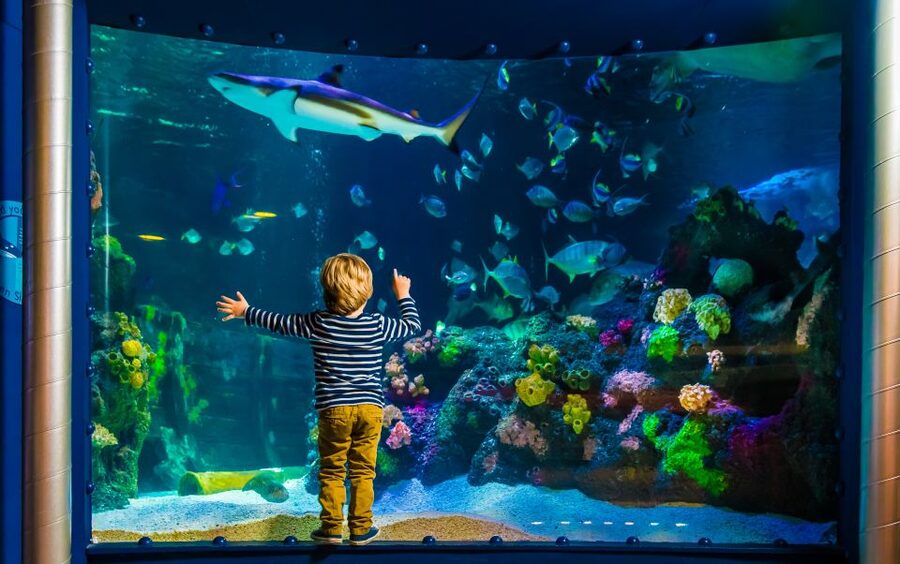 SEA LIFE Timmendorfer Strand Ticket - Rays, octopus, clownfish, and seahorses