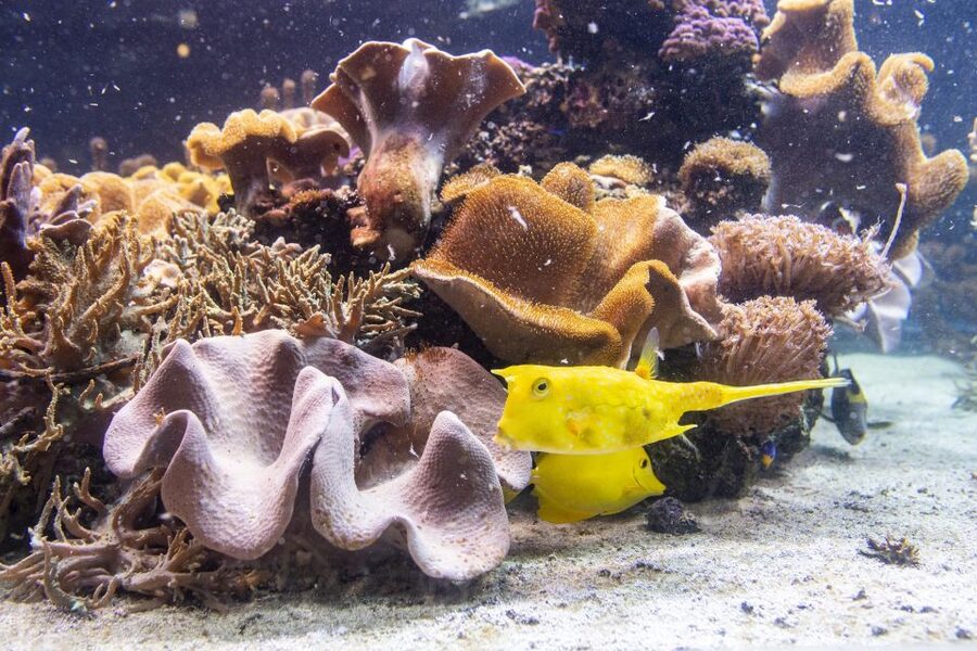 SEA LIFE Timmendorfer Strand Ticket - Live feeding sessions add a reason to linger
