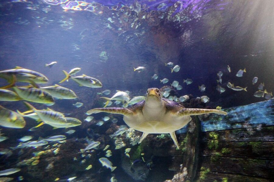 SEA LIFE Timmendorfer Strand Ticket - The touch pool brings the animals closer