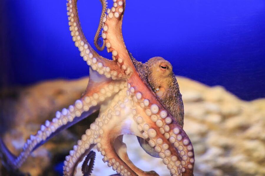 SEA LIFE Timmendorfer Strand Ticket - Practical details for families and wheelchair users